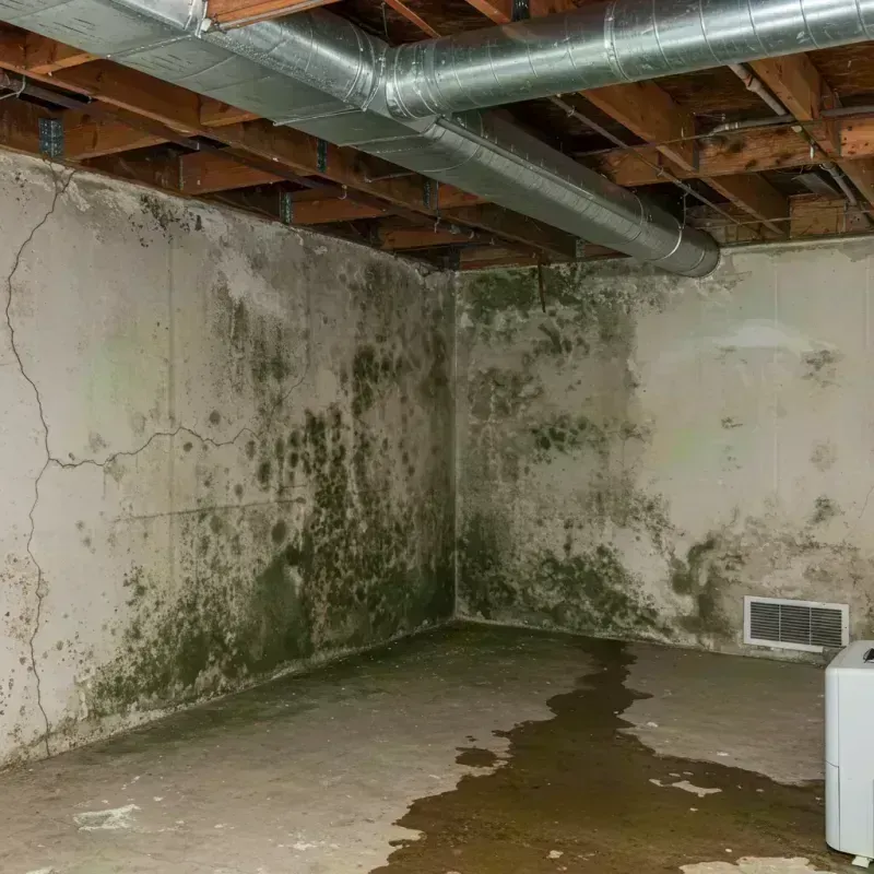 Professional Mold Removal in Pike County, MO